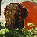 Elefant in Hampi