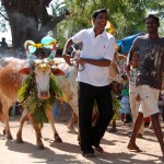 Pongal - Kuhrennen