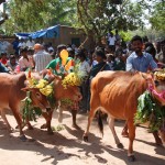 Pongal - Kuhrennen