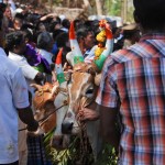 Pongal - Kuhrennen