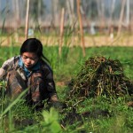 Inle Lake - Swimming garden