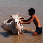 Inle Lake - Die Waschung des Wasserbüffels