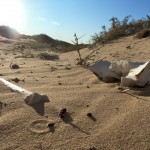 Der Tod in der Gobi - auch sonst allgegenwärtig in der Mongolei