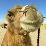 Piercingkamel