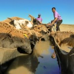 Wasser für die Tiere in der Gobi
