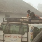 Ziege auf Bus