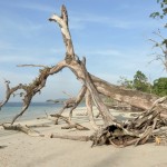 Elephant Beach - Havelock