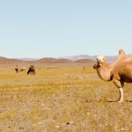Kamele in der Gobi