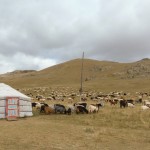 White Lake - Jurte und Herde